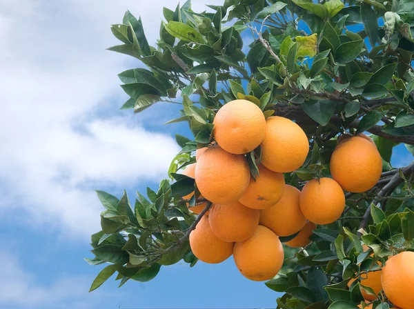 Zweig mit reifer Orange — Stockfoto