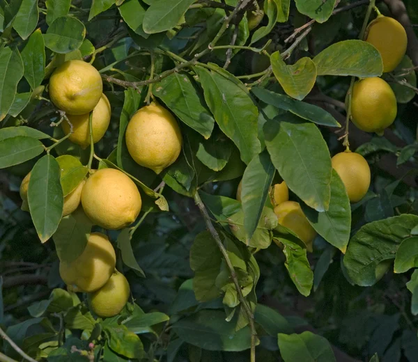 Limoneros en plantación — Foto de Stock