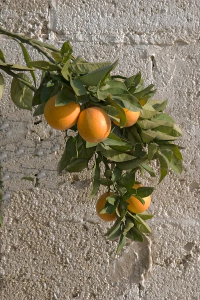 Rama con naranjas maduras —  Fotos de Stock