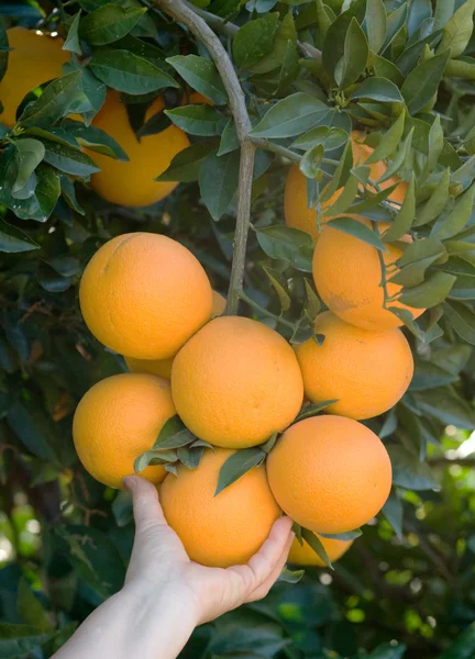 Rama con naranjas maduras — Foto de Stock