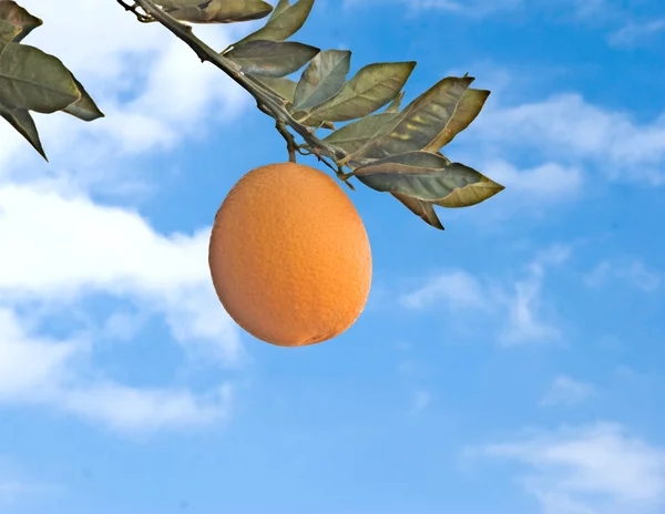 Гілка з стиглим апельсином — стокове фото