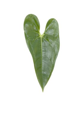 Leaf of of Anthurium andreanum clipart