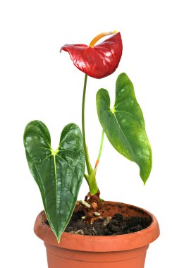Anthurium andreanum in pot clipart