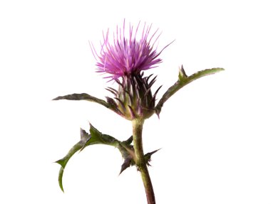 Flowering Spear Thistle clipart