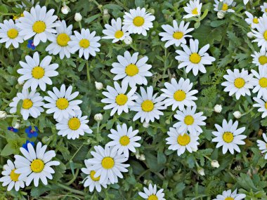 Field of chamomile (scented mayweed) clipart