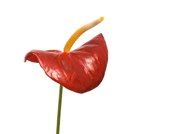 Röd blomma av anthurium andreanum — Stockfoto