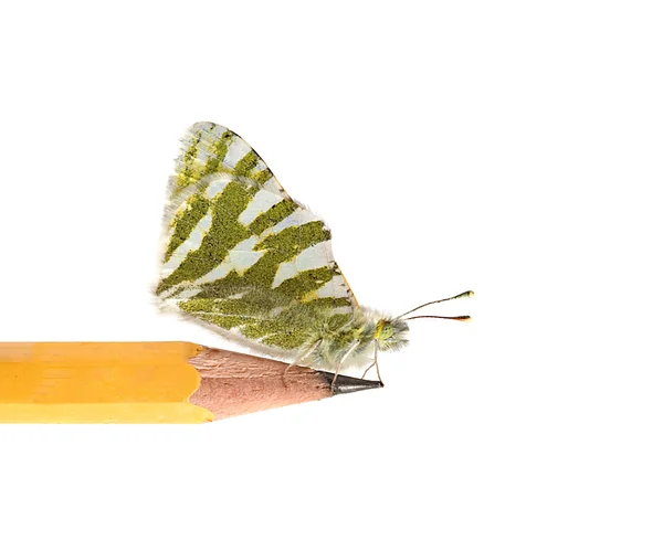 Метелик сидить на олівці — стокове фото