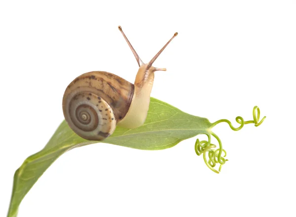 Burgundy snail on a leaf — Stockfoto