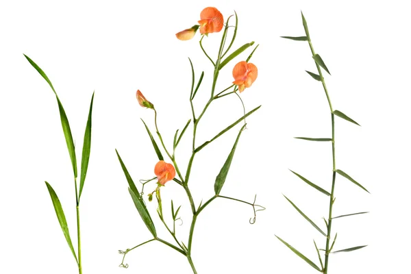 Burçak çiçek ve çim — Stok fotoğraf