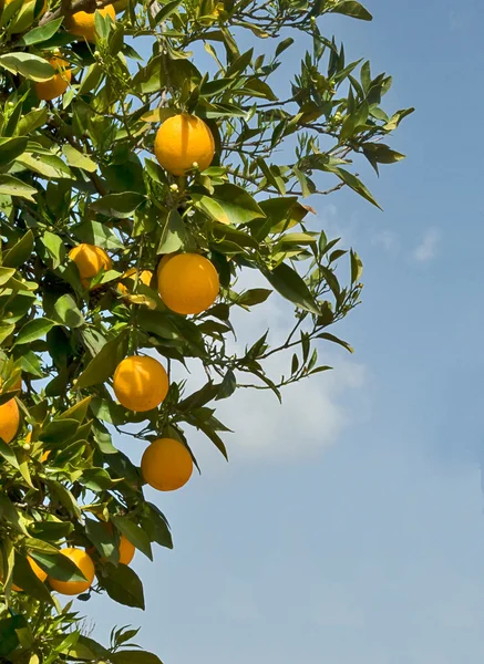 Гілки з стиглим апельсином — стокове фото
