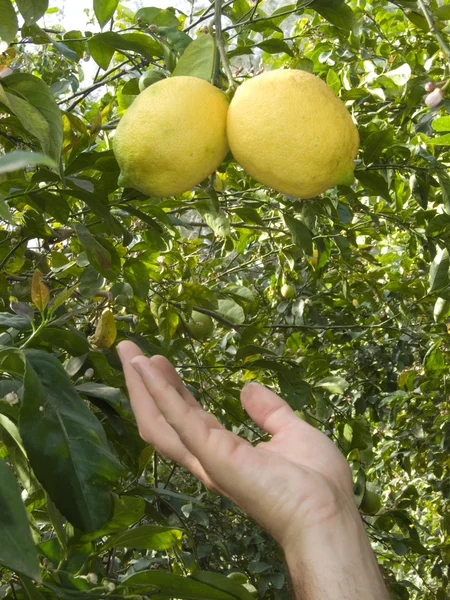농장에 레몬 — 스톡 사진