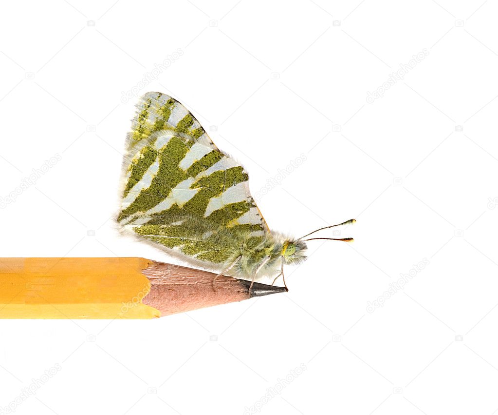 Butterfly sitting on pencil