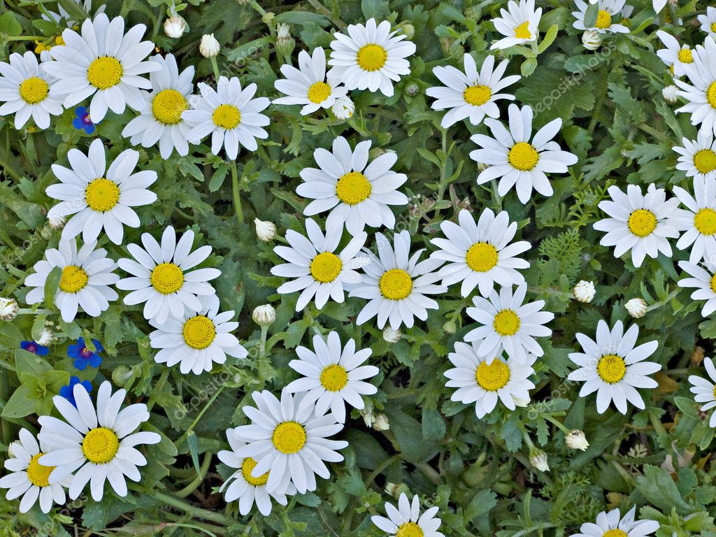 Field of chamomile (scented mayweed) — Stock Photo © vaeenma #1999924