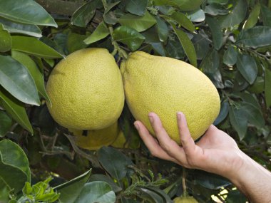 Ripe pomelos on plantation clipart