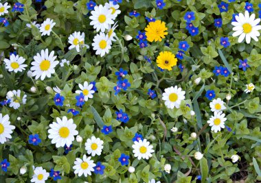 Papatya (kokulu mayweed alan)