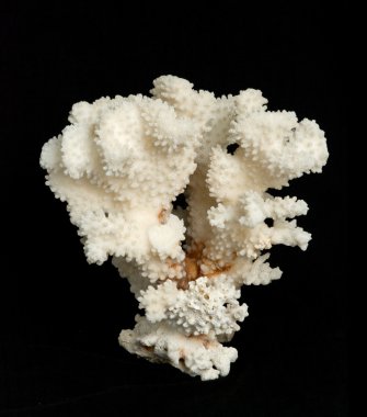 Siyah zemin üzerinde izole mercan