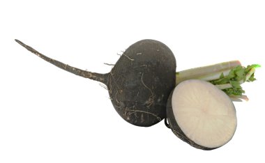 Black radish clipart