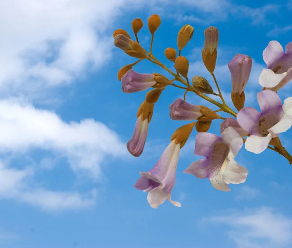 Flowers of paulownia tree — Stock Photo, Image