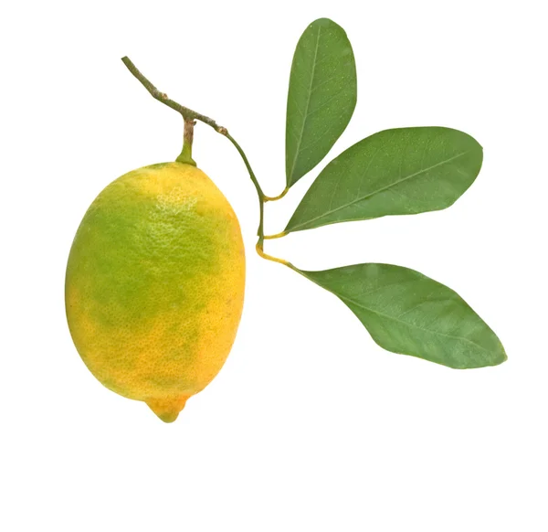 Lemon isolated on background — Stock Photo, Image
