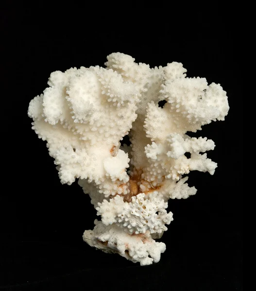 黒の背景に隔離されたサンゴ — ストック写真