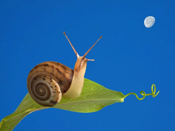Burgundy snail observing Moon — Stock Photo, Image