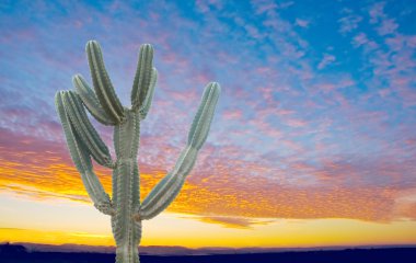 Cactus on sunrise clipart