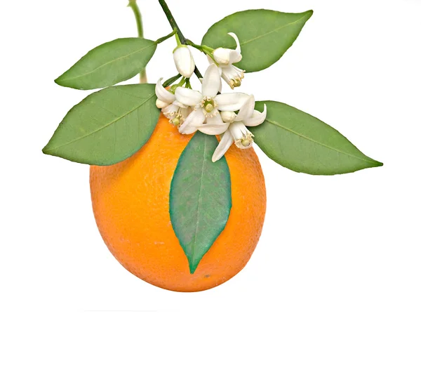 Portakal ve çiçek — Stok fotoğraf