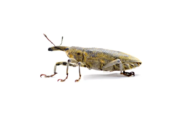 Escarabajo hocico — Foto de Stock