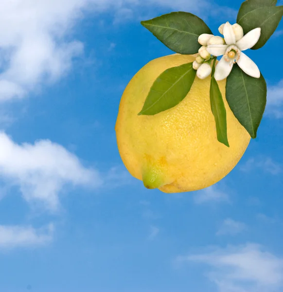 Lemon and flowers — Stockfoto