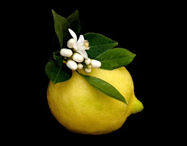 Zitrone und Blumen — Stockfoto