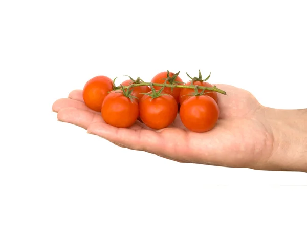 Ruka s cherry tomates — Stock fotografie