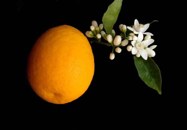 Limon ve çiçekler — Stok fotoğraf