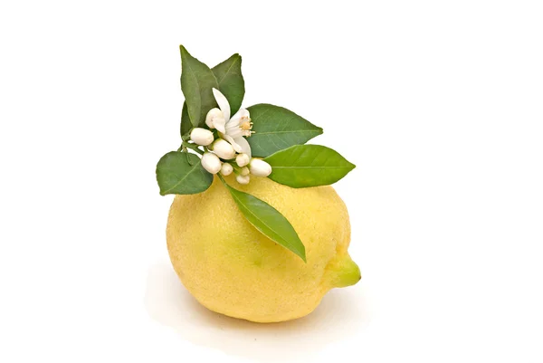 Lemon and flowers — Stock Photo, Image