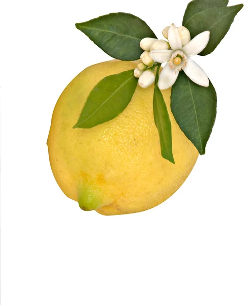 Limón y flores — Foto de Stock