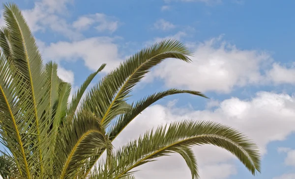 Palmu — kuvapankkivalokuva