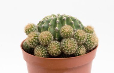 echinopsis kaktüs yakın çekim