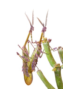 Mating mantises clipart