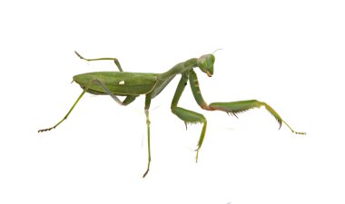 Green mantis clipart