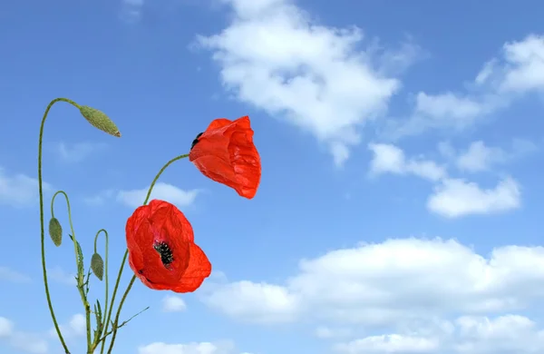 Red poppy flowers on sky background — Stock Photo, Image