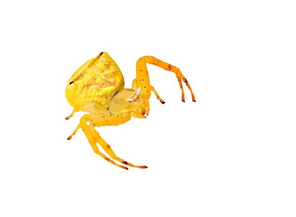 Gelbe Spinne — Stockfoto