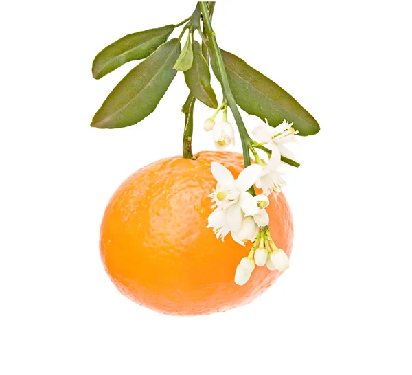Mandarine mit Blüte — Stockfoto