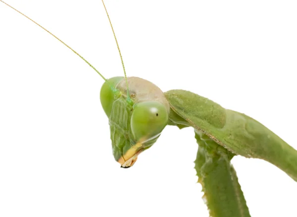 绿螳螂的头 — 图库照片