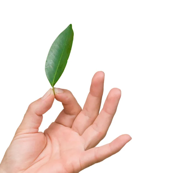 손을 잡고 잎의 클로즈업 — 스톡 사진