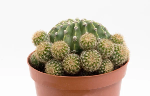 Fechar de echinopsis cactus — Fotografia de Stock