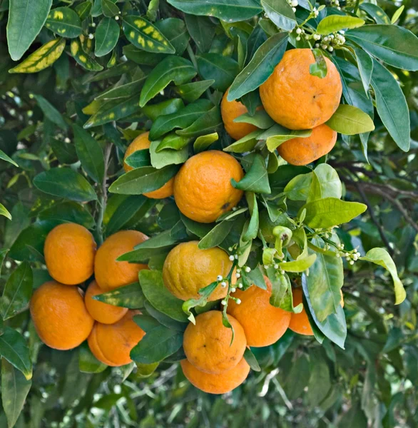 Ramas con mandarinas maduras —  Fotos de Stock