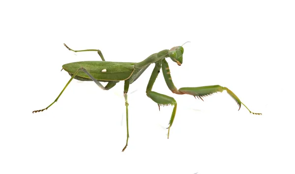 Green mantis — Stock Photo, Image