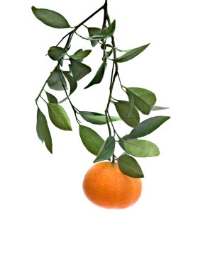 Branch with tangerine clipart