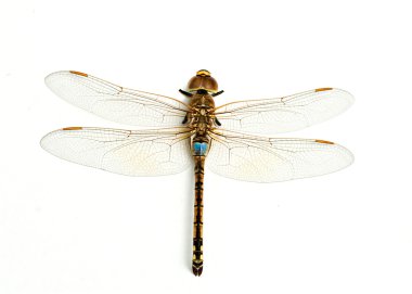 Dragonfly isolated on white background clipart
