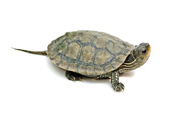 Close up of caspian turtle clipart