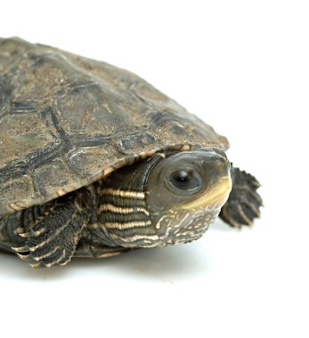 Caspian turtle clipart